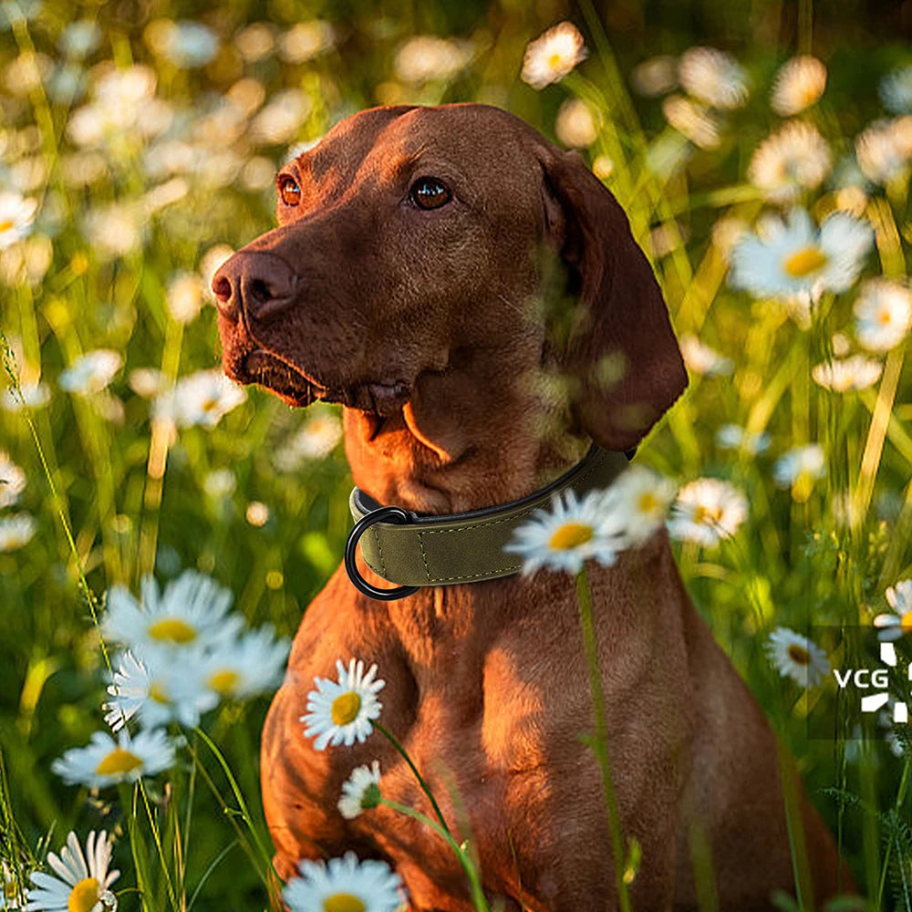 Dog Collar Soft Padded Leather